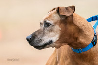 Ridgeback