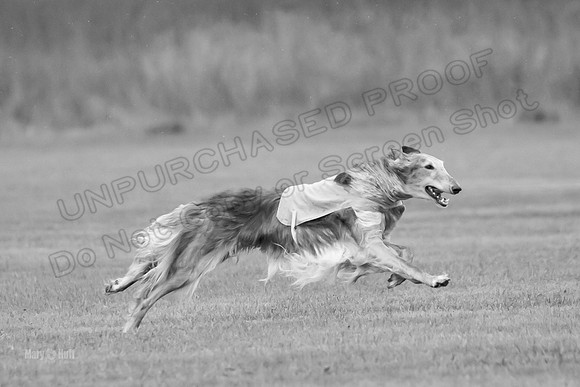 Open Prelim Bluegene Rhett Zen-0484-2