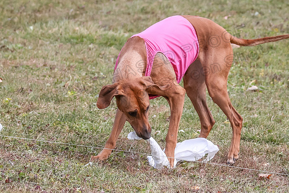Finals Vet Libby Xena-8277
