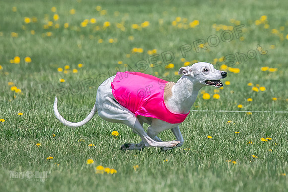 1Prelims Veterans 5 Rosie Smudge Smokey-1790