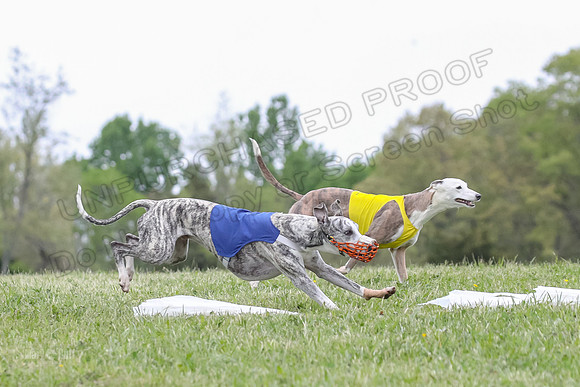 Finals Open G3, Digit Riddle Cuvee-1611