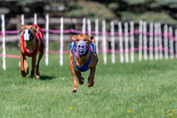 Rhodesian Ridgeback