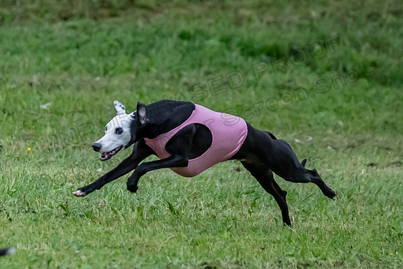 Prelim Open C1, Wrath Ozzy Fia-3909