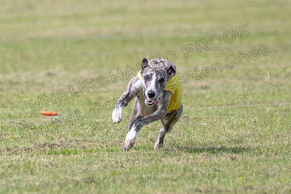 prelims Fch-Vet Arrow Wilson-7634