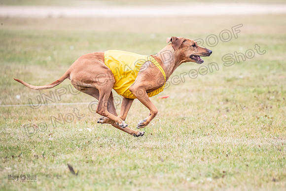 Finals Vet Libby Xena-2499