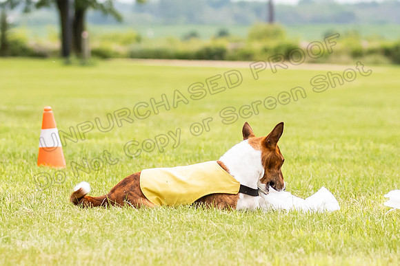 Finals Basenji-1434
