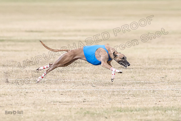 1Prelim Open 3 Eggsy Trixie Treble-3011