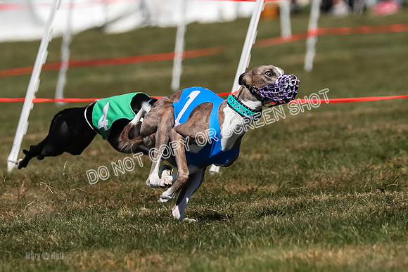 Prg 3, Race 10, Blitz Moonstruck Fortuna Tipa-2183