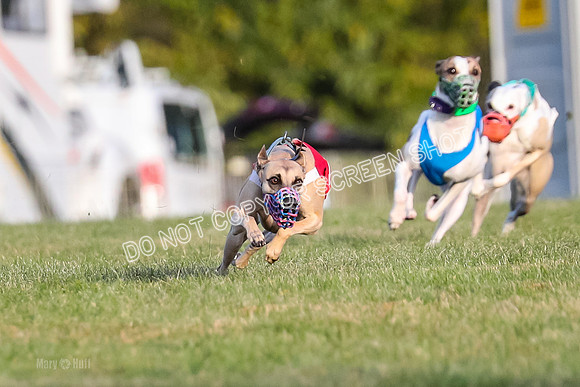 Prg 1, race 2, Spud Gnocchi Rigby-0581