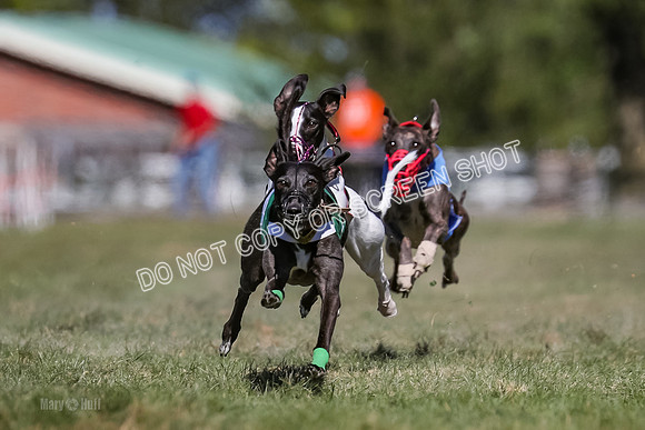 Prg 4, Race 3, Dazzle Margot Cherry Pie Clyps Tahoe-0137