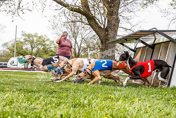 WRA, Prg 3, Race 8, Pico Sandy Hornet Tsunami Fenrir Buttercup-9216