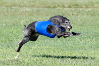 Sottish Deerhound