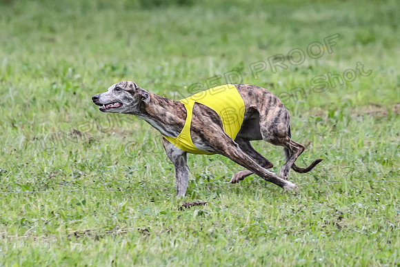 Prelim Open E3, Siren Martini Bee-9090