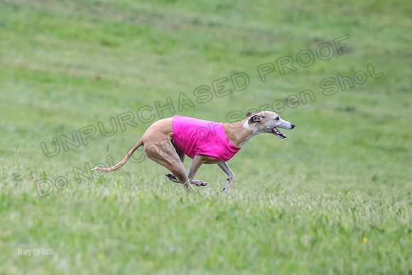 Prelim Open B1, Prudence Rosa Zelda-8397