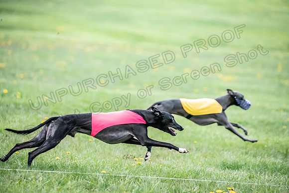 1 Prelim Open D1 Strummer Kitsune Salty-6480