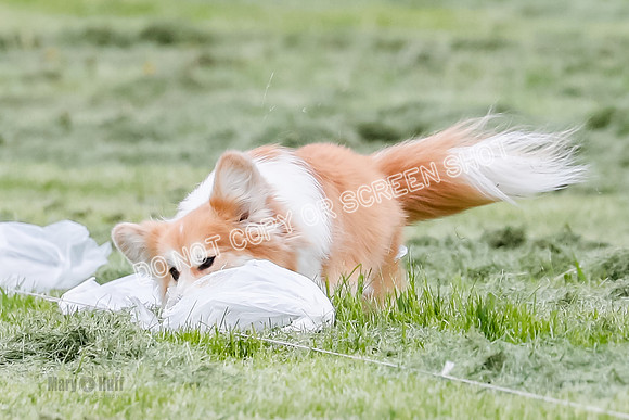 Cat Test 2-1141