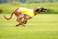 Finals Afghan Hound-1452