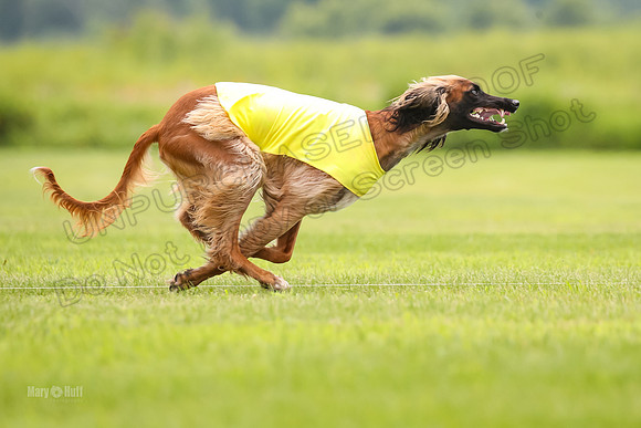 Finals Afghan Hound-1452
