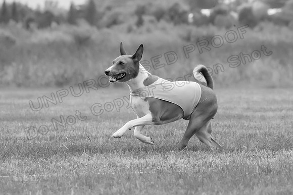 Finals Basenji-1361