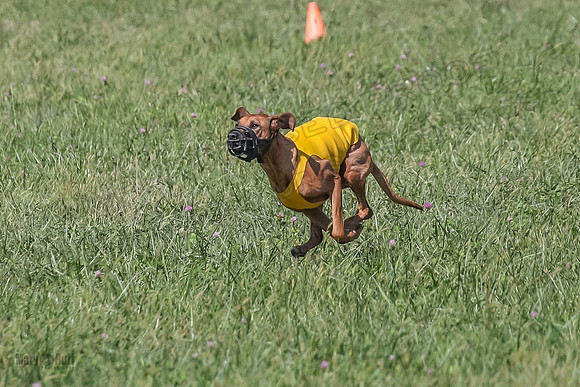 2 Finals Vet 2 Erzulie Libby-8158